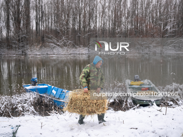 Farmers and authorities are teaming up to rescue nearly 200 cows and horses that are stuck on a Serbian river island, Krcedinska ada, on Jan...