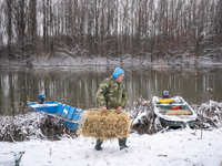 Farmers and authorities are teaming up to rescue nearly 200 cows and horses that are stuck on a Serbian river island, Krcedinska ada, on Jan...