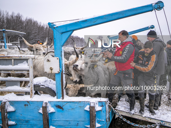 Farmers and authorities are teaming up to rescue nearly 200 cows and horses that are stuck on a Serbian river island, Krcedinska ada, on Jan...