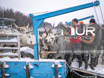 Farmers and authorities are teaming up to rescue nearly 200 cows and horses that are stuck on a Serbian river island, Krcedinska ada, on Jan...