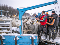 Farmers and authorities are teaming up to rescue nearly 200 cows and horses that are stuck on a Serbian river island, Krcedinska ada, on Jan...