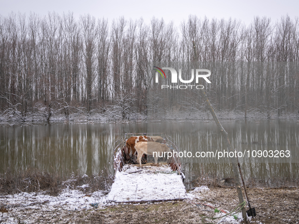 Farmers and authorities are teaming up to rescue nearly 200 cows and horses that are stuck on a Serbian river island, Krcedinska ada, on Jan...