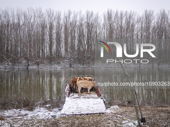 Farmers and authorities are teaming up to rescue nearly 200 cows and horses that are stuck on a Serbian river island, Krcedinska ada, on Jan...