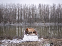 Farmers and authorities are teaming up to rescue nearly 200 cows and horses that are stuck on a Serbian river island, Krcedinska ada, on Jan...