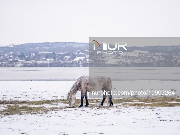 Farmers and authorities are teaming up to rescue nearly 200 cows and horses that are stuck on a Serbian river island, Krcedinska ada, on Jan...