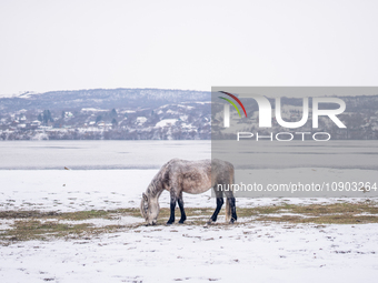 Farmers and authorities are teaming up to rescue nearly 200 cows and horses that are stuck on a Serbian river island, Krcedinska ada, on Jan...