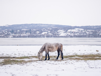 Farmers and authorities are teaming up to rescue nearly 200 cows and horses that are stuck on a Serbian river island, Krcedinska ada, on Jan...