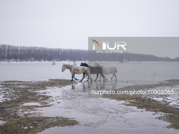 Farmers and authorities are teaming up to rescue nearly 200 cows and horses that are stuck on a Serbian river island, Krcedinska ada, on Jan...