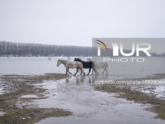 Farmers and authorities are teaming up to rescue nearly 200 cows and horses that are stuck on a Serbian river island, Krcedinska ada, on Jan...