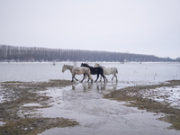 Farmers and authorities are teaming up to rescue nearly 200 cows and horses that are stuck on a Serbian river island, Krcedinska ada, on Jan...