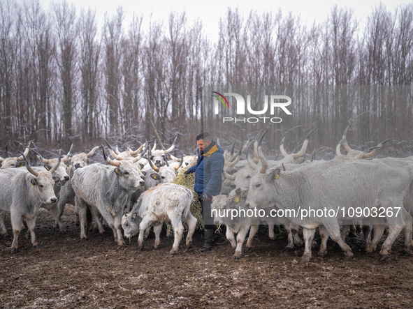 Farmers and authorities are teaming up to rescue nearly 200 cows and horses that are stuck on a Serbian river island, Krcedinska ada, on Jan...