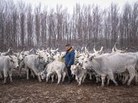 Farmers and authorities are teaming up to rescue nearly 200 cows and horses that are stuck on a Serbian river island, Krcedinska ada, on Jan...