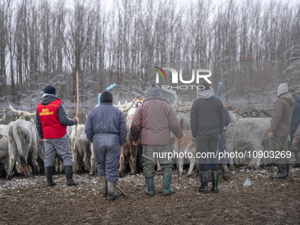 Farmers and authorities are teaming up to rescue nearly 200 cows and horses that are stuck on a Serbian river island, Krcedinska ada, on Jan...