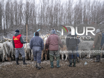 Farmers and authorities are teaming up to rescue nearly 200 cows and horses that are stuck on a Serbian river island, Krcedinska ada, on Jan...