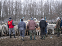 Farmers and authorities are teaming up to rescue nearly 200 cows and horses that are stuck on a Serbian river island, Krcedinska ada, on Jan...