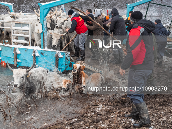 Farmers and authorities are teaming up to rescue nearly 200 cows and horses that are stuck on a Serbian river island, Krcedinska ada, on Jan...