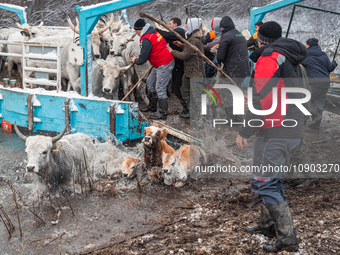 Farmers and authorities are teaming up to rescue nearly 200 cows and horses that are stuck on a Serbian river island, Krcedinska ada, on Jan...