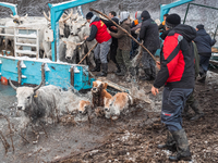 Farmers and authorities are teaming up to rescue nearly 200 cows and horses that are stuck on a Serbian river island, Krcedinska ada, on Jan...