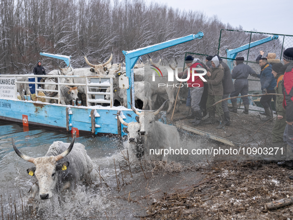 Farmers and authorities are teaming up to rescue nearly 200 cows and horses that are stuck on a Serbian river island, Krcedinska ada, on Jan...