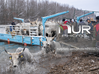 Farmers and authorities are teaming up to rescue nearly 200 cows and horses that are stuck on a Serbian river island, Krcedinska ada, on Jan...