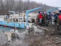 Farmers and authorities are teaming up to rescue nearly 200 cows and horses that are stuck on a Serbian river island, Krcedinska ada, on Jan...