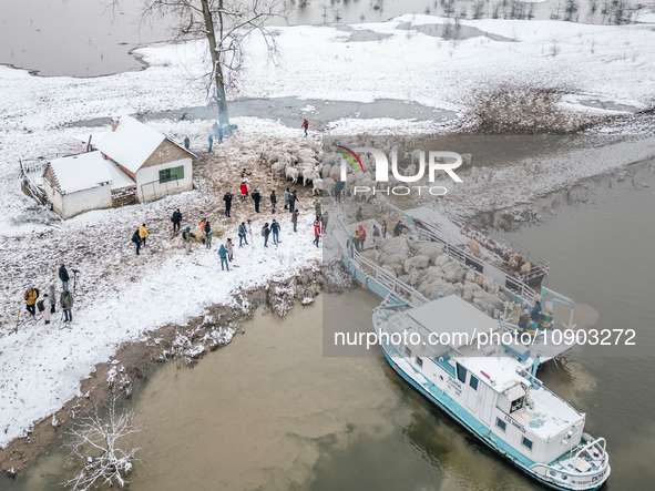 Farmers and authorities are teaming up to rescue nearly 200 cows and horses that are stuck on a Serbian river island, Krcedinska ada, on Jan...