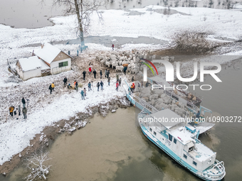 Farmers and authorities are teaming up to rescue nearly 200 cows and horses that are stuck on a Serbian river island, Krcedinska ada, on Jan...