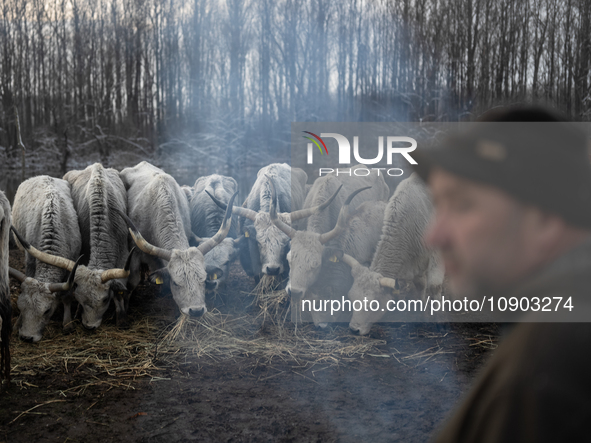 Farmers and authorities are teaming up to rescue nearly 200 cows and horses that are stuck on a Serbian river island, Krcedinska ada, on Jan...