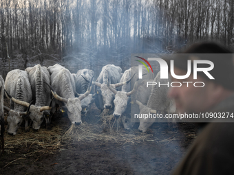 Farmers and authorities are teaming up to rescue nearly 200 cows and horses that are stuck on a Serbian river island, Krcedinska ada, on Jan...