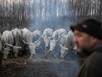 Farmers and authorities are teaming up to rescue nearly 200 cows and horses that are stuck on a Serbian river island, Krcedinska ada, on Jan...