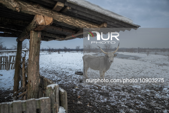 Farmers and authorities are teaming up to rescue nearly 200 cows and horses that are stuck on a Serbian river island, Krcedinska ada, on Jan...