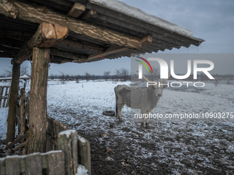 Farmers and authorities are teaming up to rescue nearly 200 cows and horses that are stuck on a Serbian river island, Krcedinska ada, on Jan...