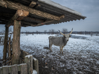 Farmers and authorities are teaming up to rescue nearly 200 cows and horses that are stuck on a Serbian river island, Krcedinska ada, on Jan...