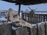 Farmers and authorities are teaming up to rescue nearly 200 cows and horses that are stuck on a Serbian river island, Krcedinska ada, on Jan...