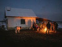 Farmers and authorities are teaming up to rescue nearly 200 cows and horses that are stuck on a Serbian river island, Krcedinska ada, on Jan...