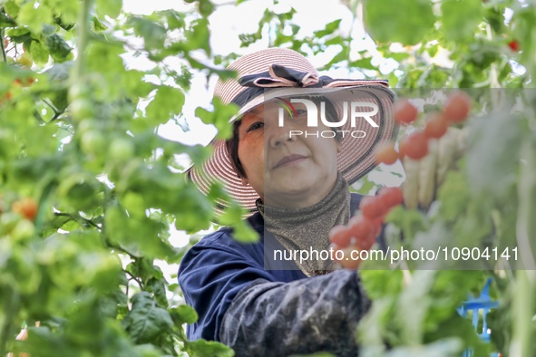 A worker is harvesting tomatoes at the A+ greenhouse factory of Lujia Future Smart Farm in Kunshan, China, on January 11, 2024. 