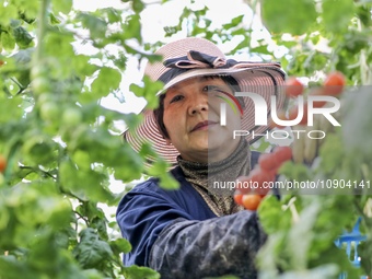 A worker is harvesting tomatoes at the A+ greenhouse factory of Lujia Future Smart Farm in Kunshan, China, on January 11, 2024. (