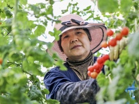 A worker is harvesting tomatoes at the A+ greenhouse factory of Lujia Future Smart Farm in Kunshan, China, on January 11, 2024. (