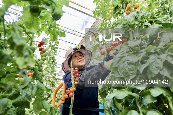 A worker is harvesting tomatoes at the A+ greenhouse factory of Lujia Future Smart Farm in Kunshan, China, on January 11, 2024. 