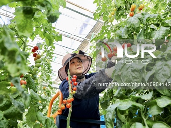 A worker is harvesting tomatoes at the A+ greenhouse factory of Lujia Future Smart Farm in Kunshan, China, on January 11, 2024. (