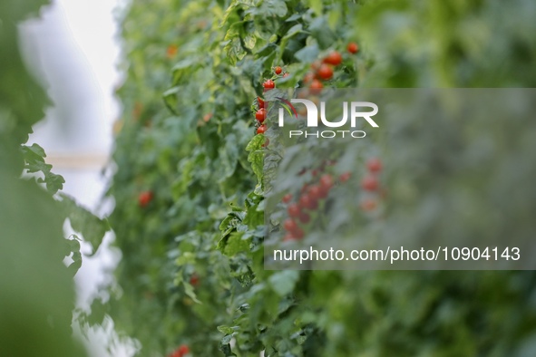 A worker is harvesting tomatoes at the A+ greenhouse factory of Lujia Future Smart Farm in Kunshan, China, on January 11, 2024. 