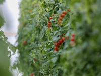 A worker is harvesting tomatoes at the A+ greenhouse factory of Lujia Future Smart Farm in Kunshan, China, on January 11, 2024. (