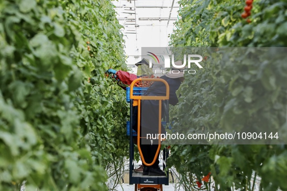 A worker is harvesting tomatoes at the A+ greenhouse factory of Lujia Future Smart Farm in Kunshan, China, on January 11, 2024. 