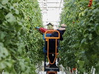 A worker is harvesting tomatoes at the A+ greenhouse factory of Lujia Future Smart Farm in Kunshan, China, on January 11, 2024. (