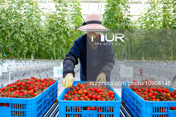 A worker is harvesting tomatoes at the A+ greenhouse factory of Lujia Future Smart Farm in Kunshan, China, on January 11, 2024. 