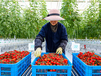 A worker is harvesting tomatoes at the A+ greenhouse factory of Lujia Future Smart Farm in Kunshan, China, on January 11, 2024. (