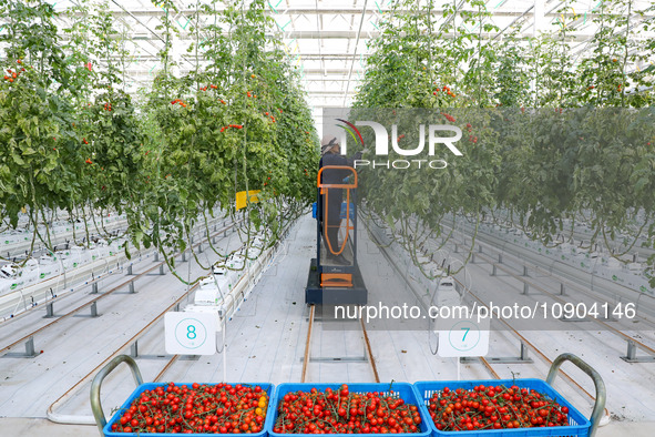 A worker is harvesting tomatoes at the A+ greenhouse factory of Lujia Future Smart Farm in Kunshan, China, on January 11, 2024. 