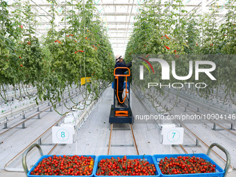 A worker is harvesting tomatoes at the A+ greenhouse factory of Lujia Future Smart Farm in Kunshan, China, on January 11, 2024. (