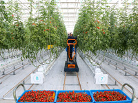 A worker is harvesting tomatoes at the A+ greenhouse factory of Lujia Future Smart Farm in Kunshan, China, on January 11, 2024. (