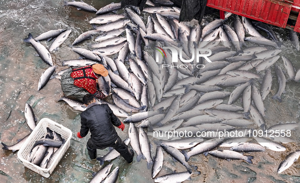 A worker is cleaning Black carp in Huai'an, China, on January 14, 2024. 